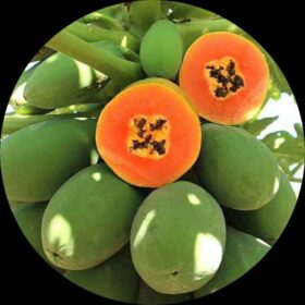 Soncoya Fruit Tree Seeds (Annona Purpurea) – 5 Seeds For Planting – CZ Grain