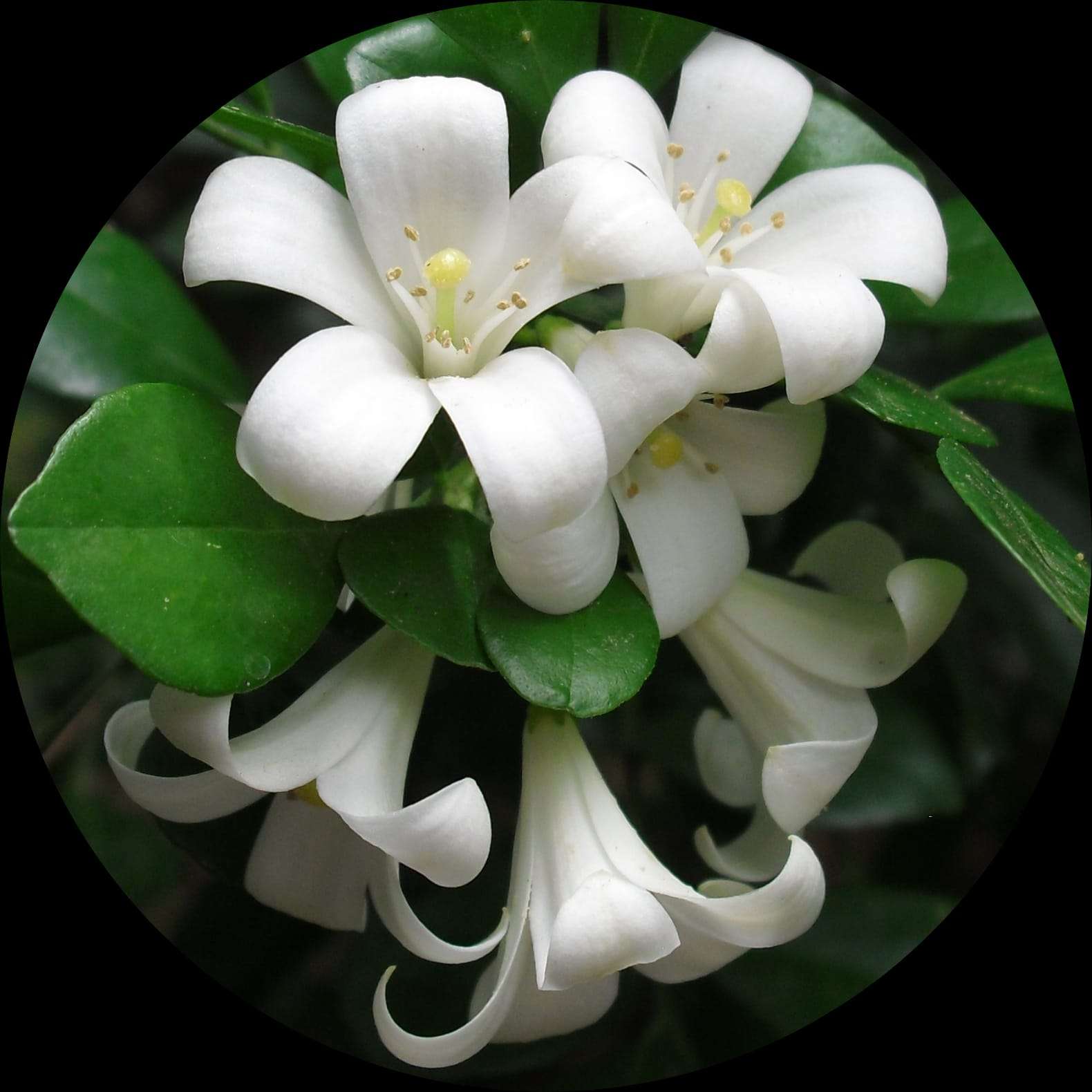 Murraya Paniculata Flower Plant - Fragrant Blooms for Your Garden