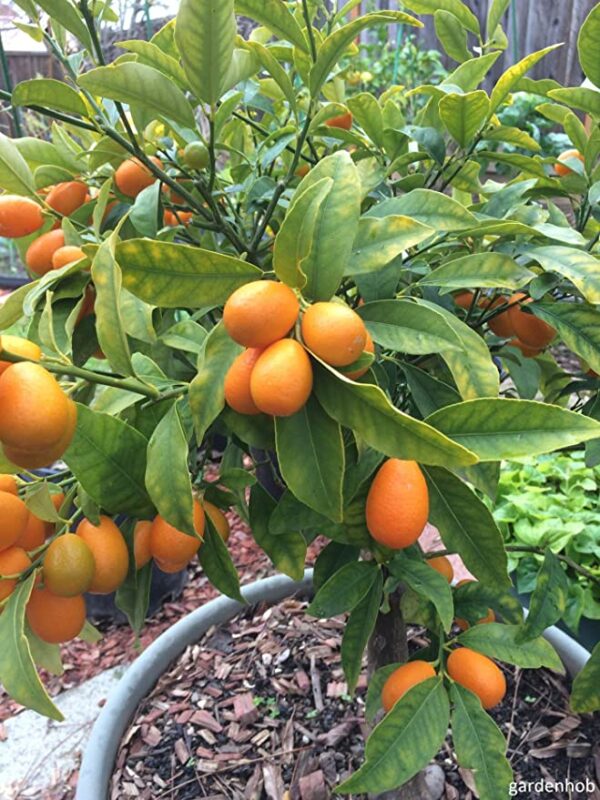 Israel Orange Ivy Paradise Plan Online Plant Nursery