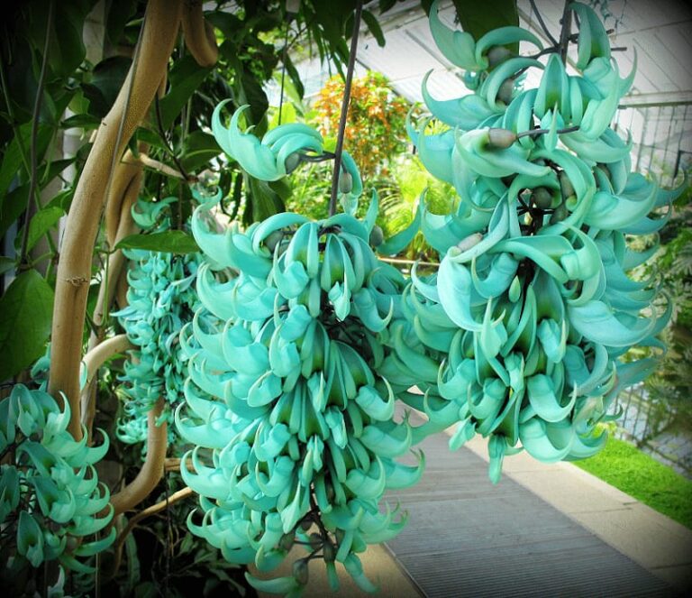 BLUE JADE VINE | Ivy Paradise Plan/Online Plant Nursery