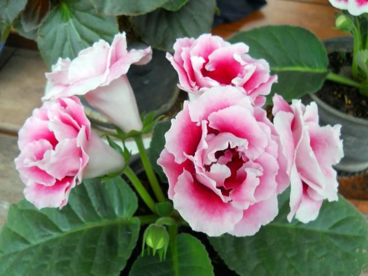 GLOXINIA | Ivy Paradise Plan/Online Plant Nursery