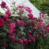 Climbing Rose (Red) - Image 2
