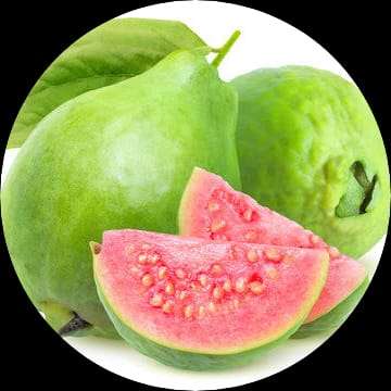 360px x 360px - Shop buy Apple Guva (Pera) Fruit plant online in india