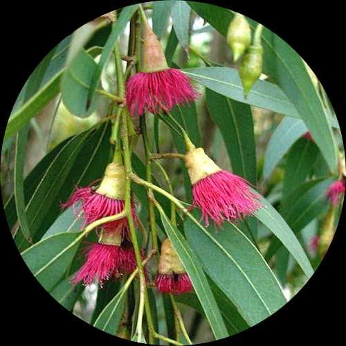 500px x 500px - Buy Eucalyptus (Nilgiri Tree) plant online in India