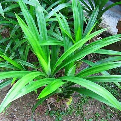 Rambha | Ivy Paradise Plan/Online Plant Nursery