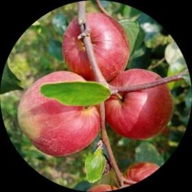 13371fdf 7747 4999 ae46 746f739a9519