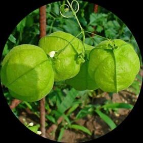 65055862 3b27 4455 ada1 a9b920a45c1c