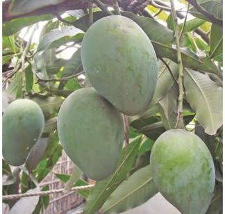 All Season lMango | Ivy Paradise Plan/Online Plant Nursery