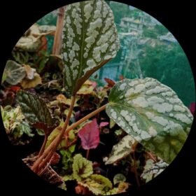 D009a066 176e 418e 887b de92aa3e13f8