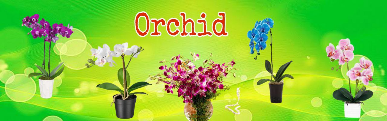 Orchid