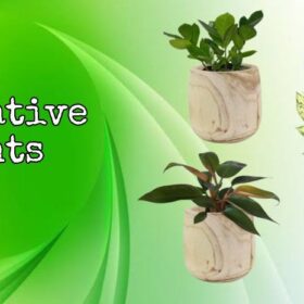 Decorative Plants
