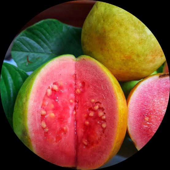 Kiran Sexy Video Hd - Arka Kiran Guava Plant - A Perfect Blend of Sweetness