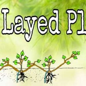 Layerd