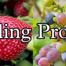 Trending products