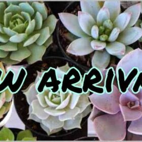 New arrivals