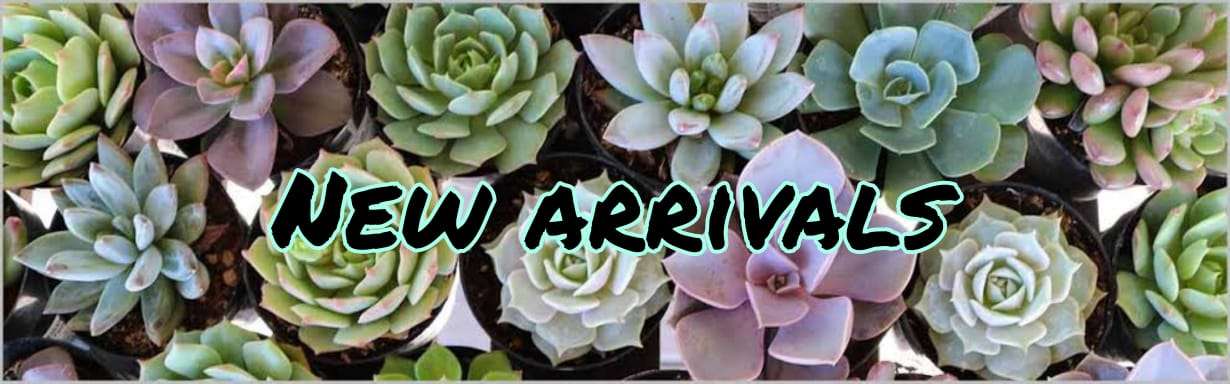 New arrivals online plants