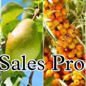 Big Sales Products