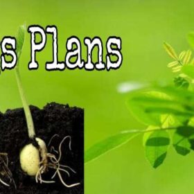 Seedling