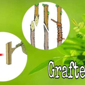 Grafted