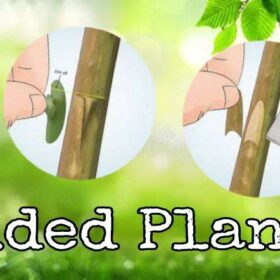 Budded