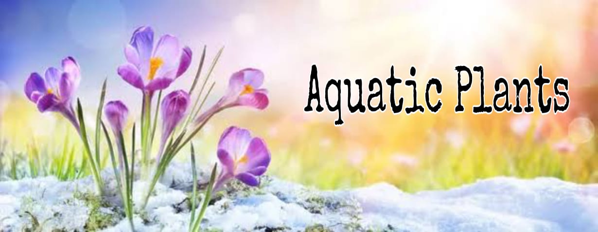 Aquatic Plants
