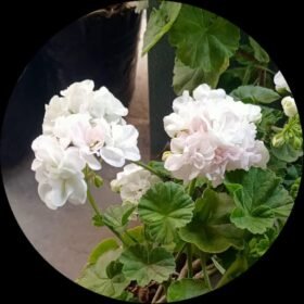 WhatsApp Image 2023 04 30 at 9.35.25 AM