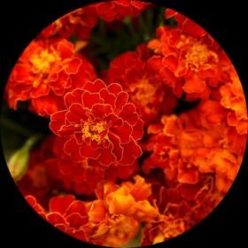 WhatsApp Image 2023 05 18 at 2.44.40 PM (1)