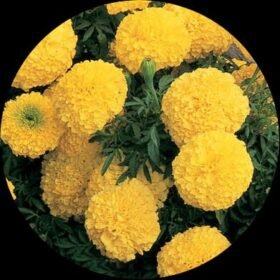 WhatsApp Image 2023 05 18 at 2.44.41 PM