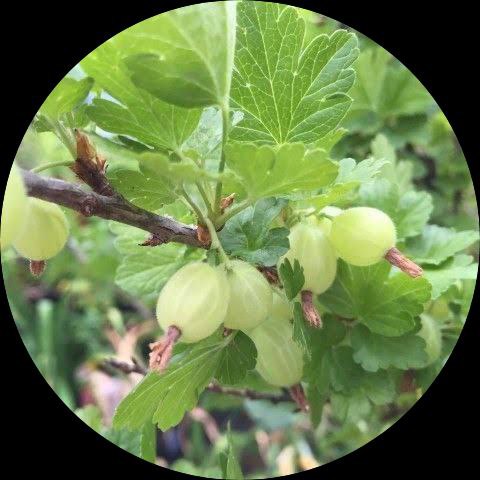 Buy Variegated Gooseberry Fruit Plant - Add Color to Garden