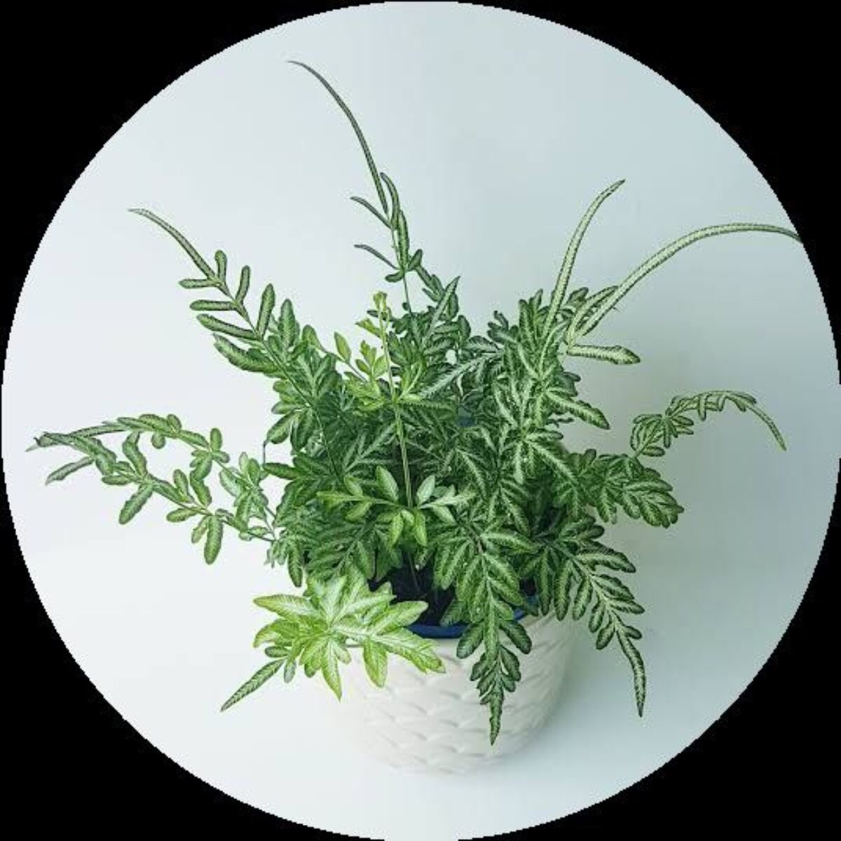 Pteris Ensiformis ‘Silver Lace’ Fern – 4” Live Plant With Silver-Green Fronds
