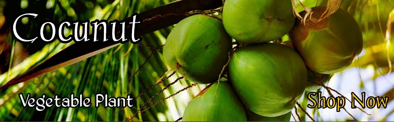 Cocunut / Thengu