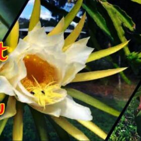 Dragon Fruit