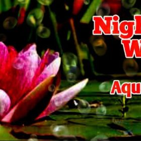 Night Bloomer