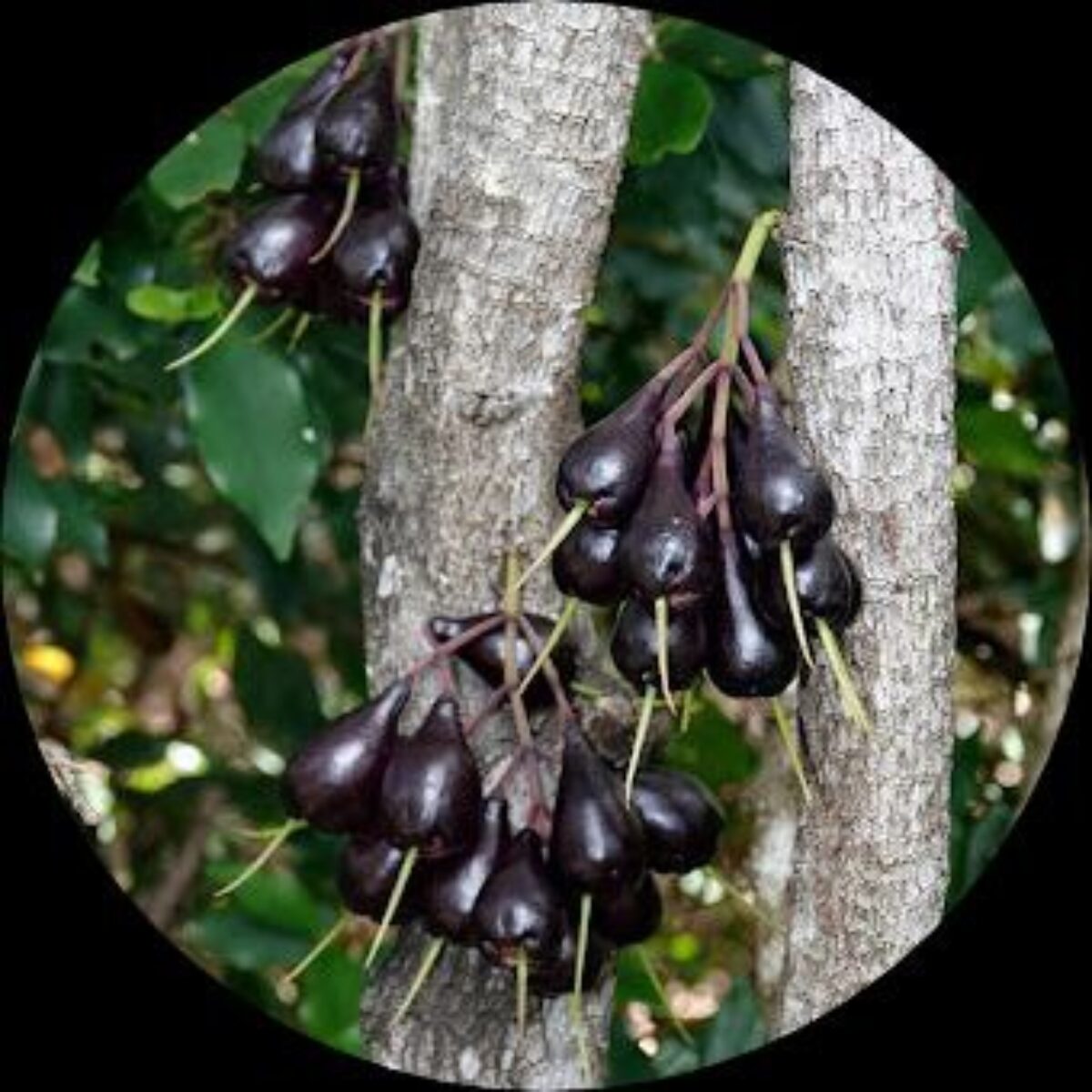 Shop buy Syzygium Longifolium – Exotic Fruit Plant Online