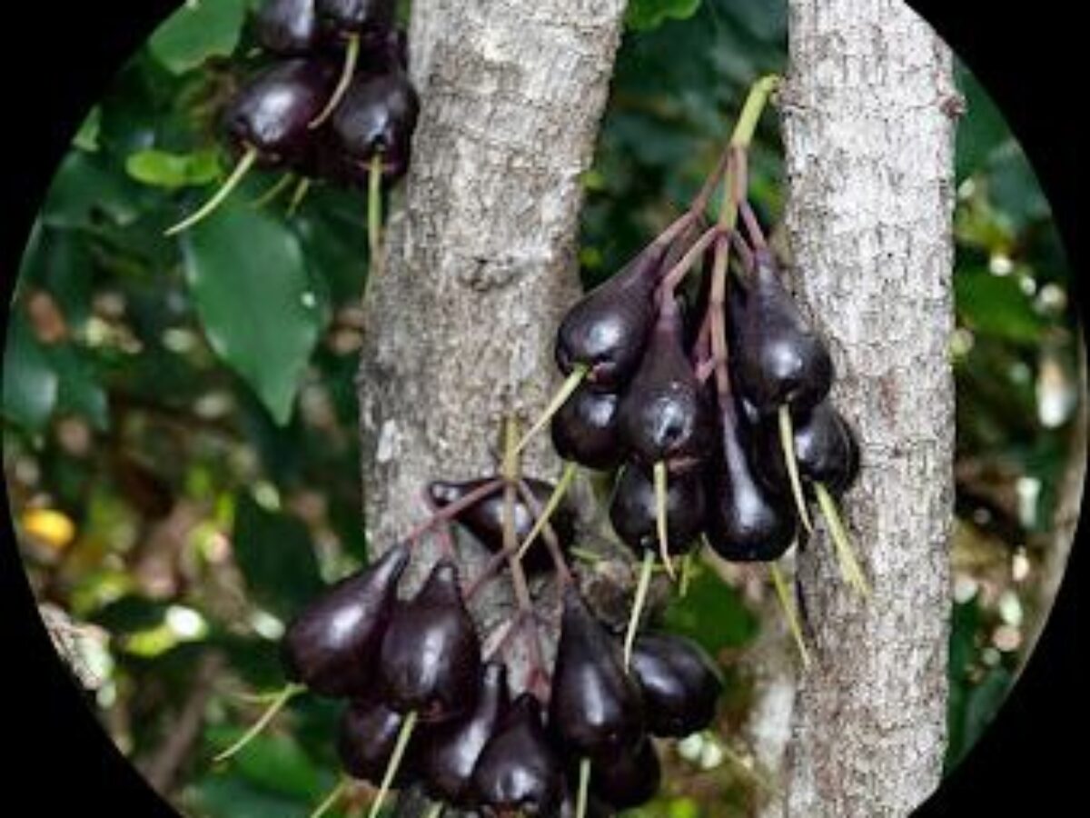 Shop buy Syzygium Longifolium – Exotic Fruit Plant Online