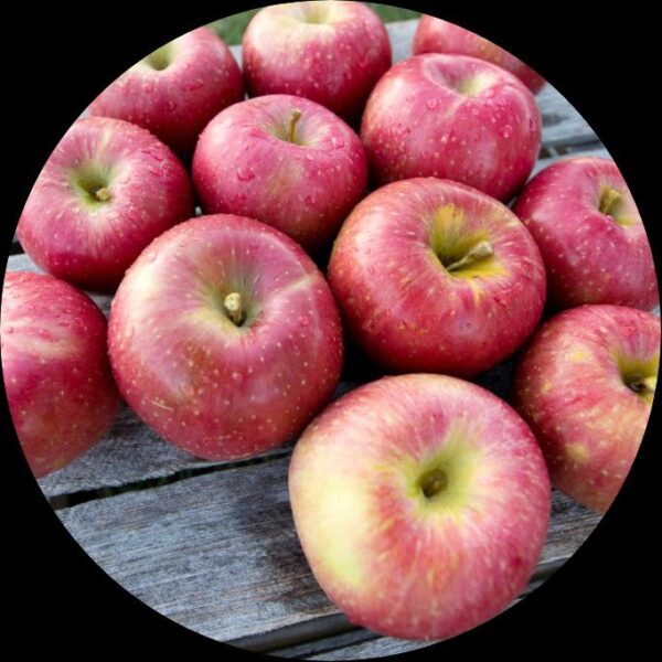 Shop Buy Apple EverCrisp Seeds - Sweet, Long-Lasting Crunch