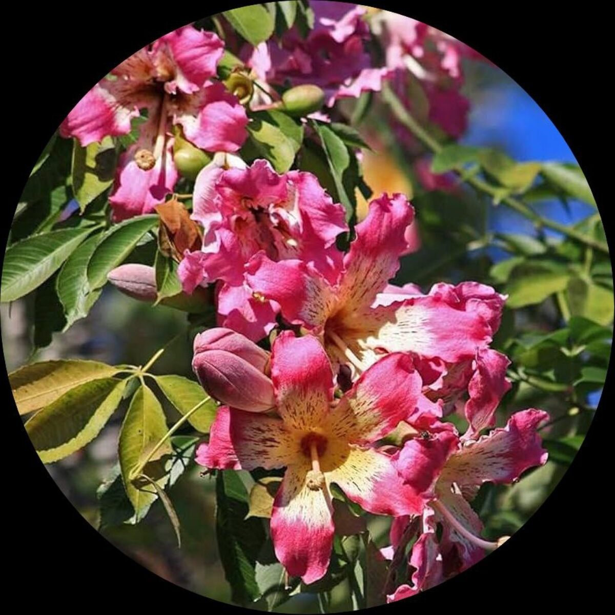 Exotic flower plants thriving with allurement