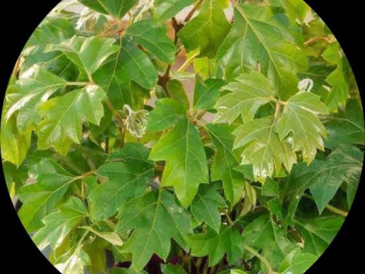 Shop Cissus Rhombifolia (Grape Ivy) Foliage Plant Online