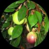 Green Star Apple (Chrysophyllum Cainito)