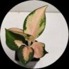 Aglaonema Cochin Escada