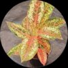 Aglaonema Nine Carat Aglaonema Nine Carat