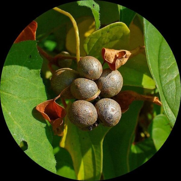 Shop Buy Kachil Vine | Chinese Yam | Dioscorea Polystachya