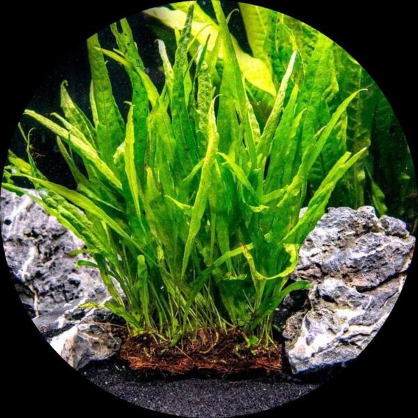 Buy Java Fern | Beginner Friendly Aquatic Plant | Low Light