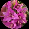 Jinna Bharat Bougainvillea