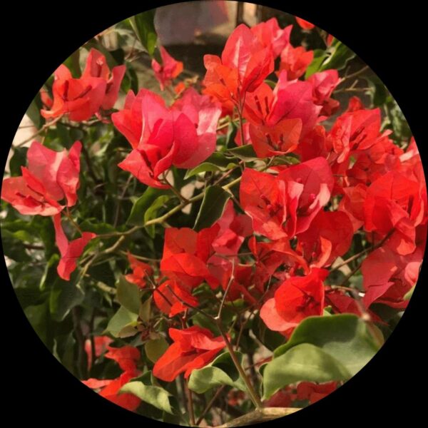 Buy Thai Rani Bougainvillea Exotic Flower Plant - Shop Now