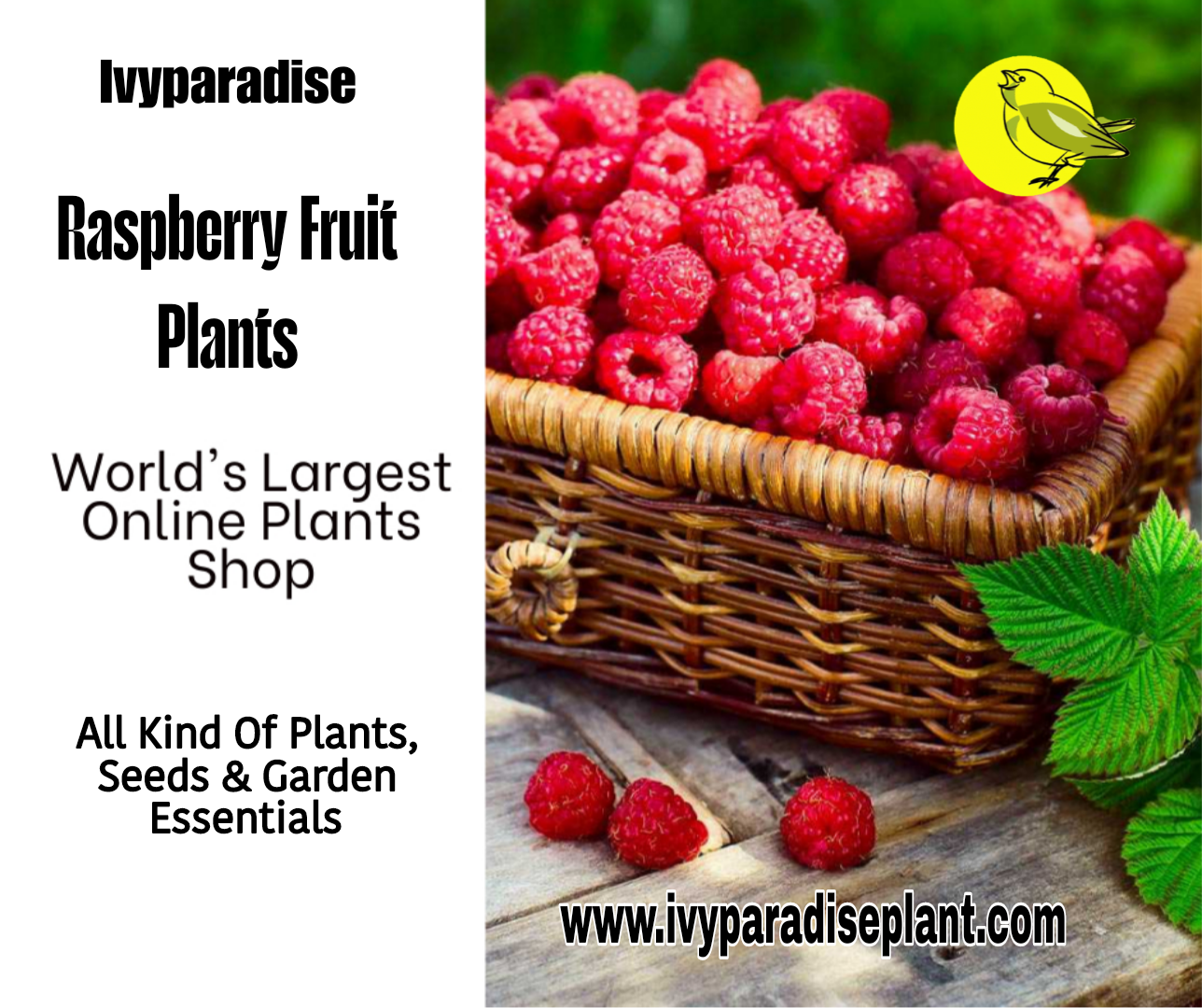 Exotic Raspberry Buy Exotic Raspberry Plants | Unique Color Varieties 30% Off
