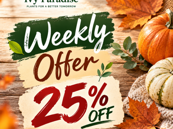 01 Weekly Offer 25 4x3(1)