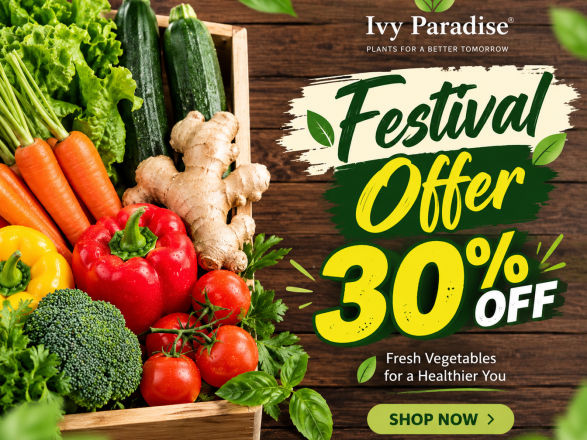 03 Festival Offer 30 4x3(1)
