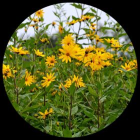 5a