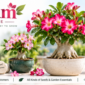 Adenium